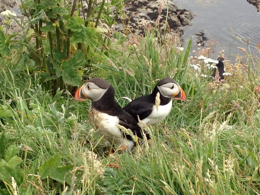 Lunnefåglar på Staffa